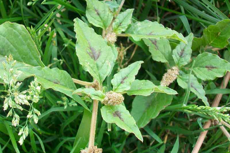 Amaranthus cfr. deflexus