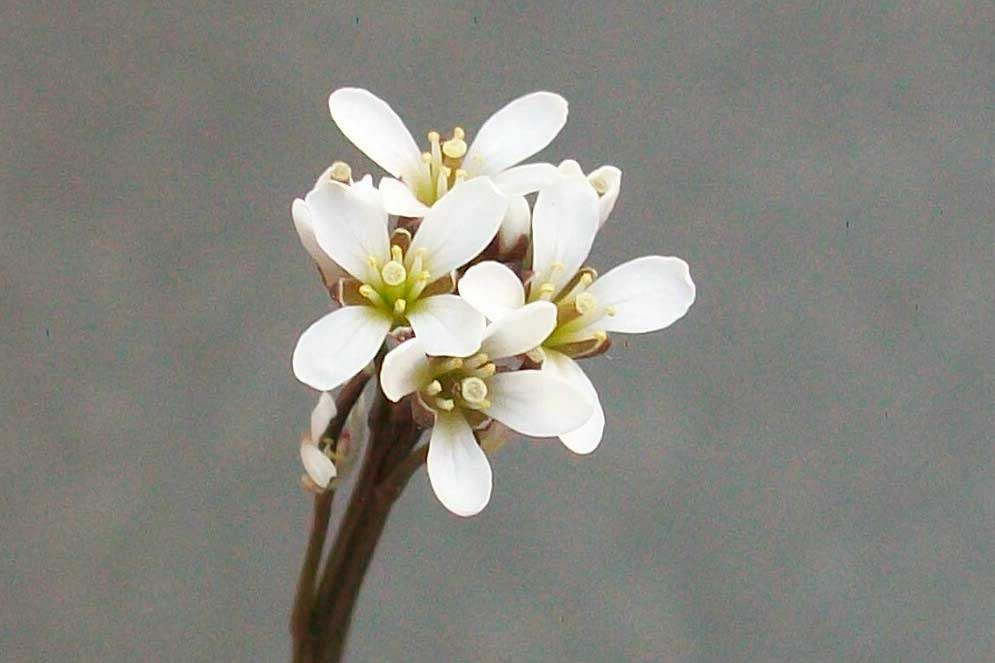 Cardamine hirsuta