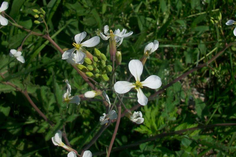 Raphanus raphanistrum s.l.