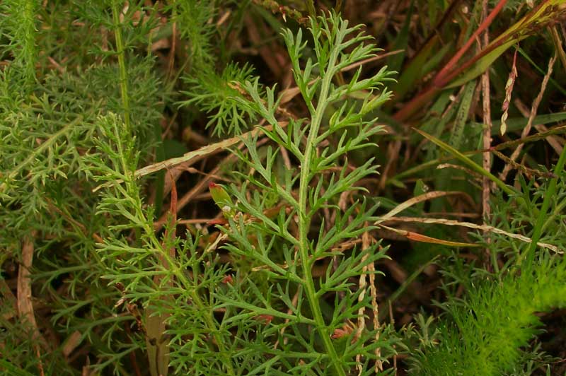 Achillea gr. millefolium