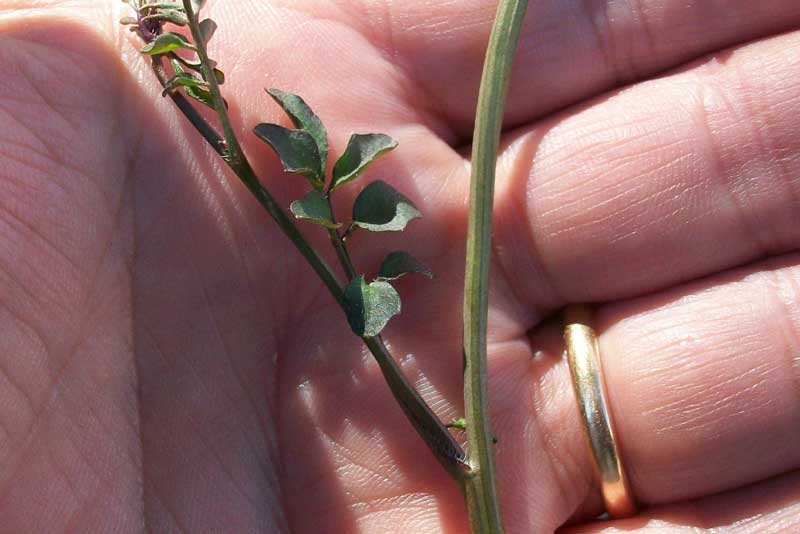 Cardamine hirsuta