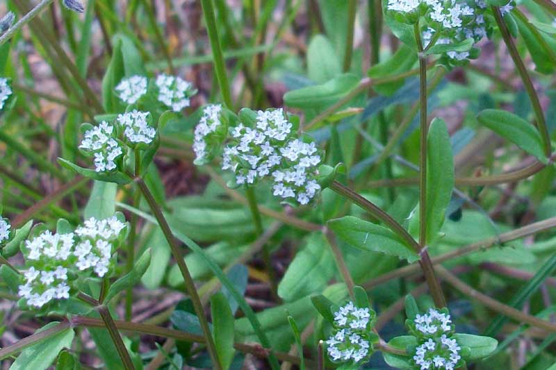 Valerianella sp.
