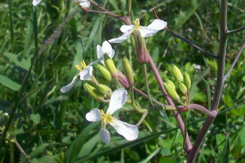 Raphanus raphanistrum s.l.