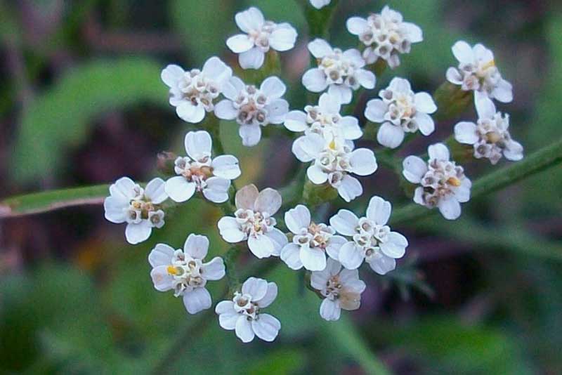 Achillea gr. millefolium