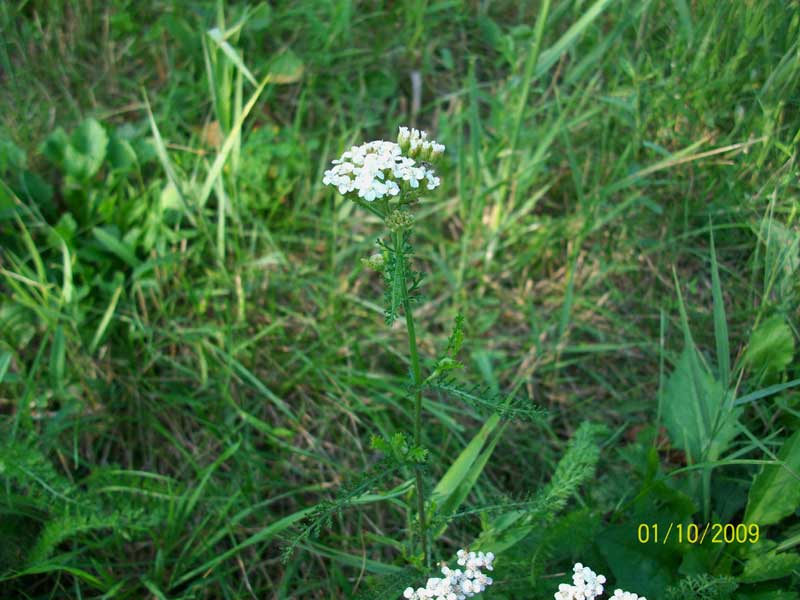 Achillea gr. millefolium