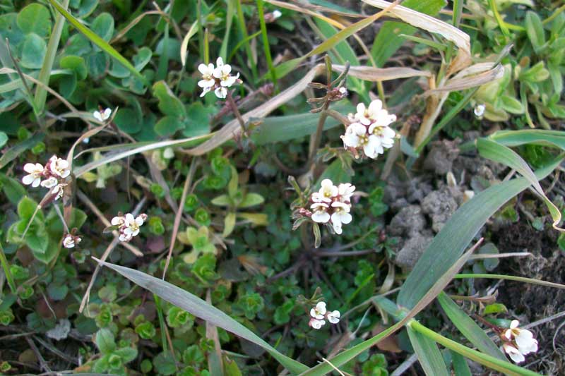 Cardamine hirsuta