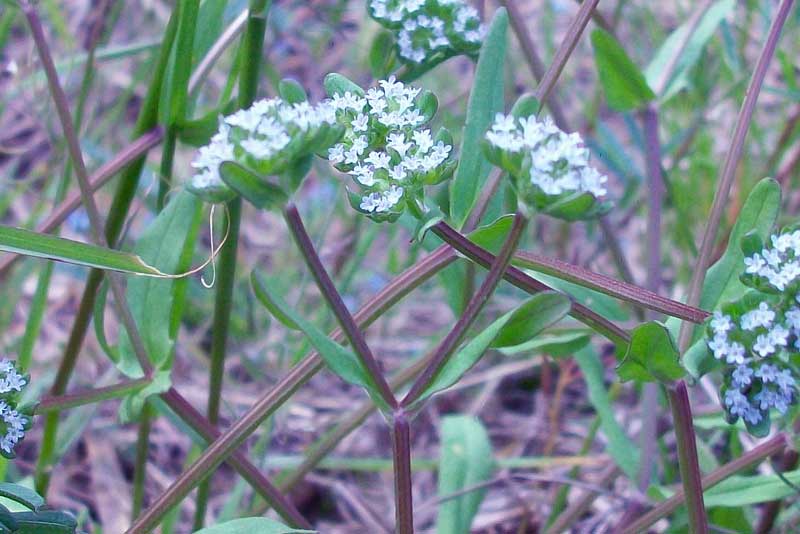 Valerianella sp.