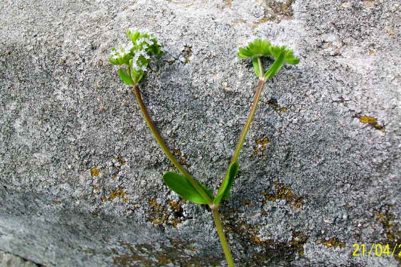 Valerianella sp.