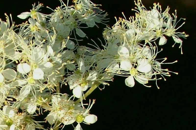Filipendula ulmaria