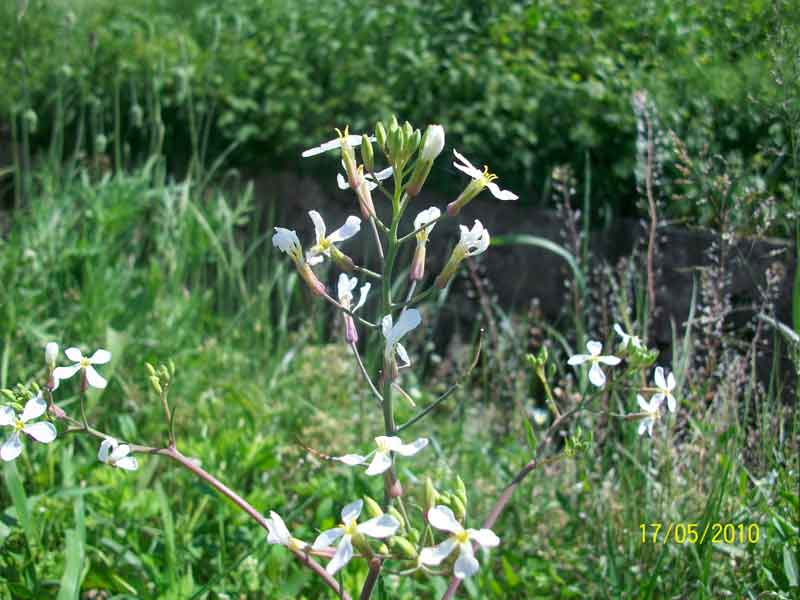 Raphanus raphanistrum s.l.