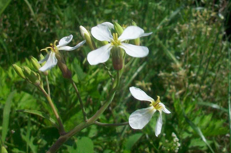 Raphanus raphanistrum s.l.