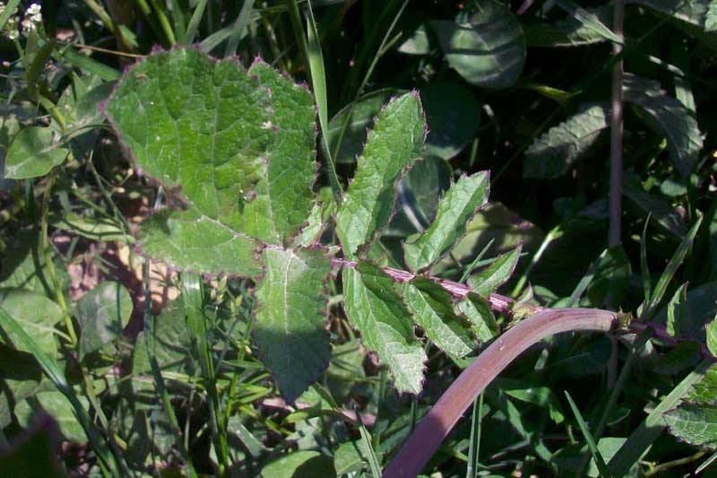 Raphanus raphanistrum s.l.
