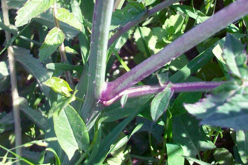 Raphanus raphanistrum s.l.