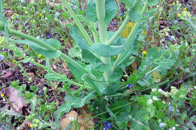 Brassica rapa