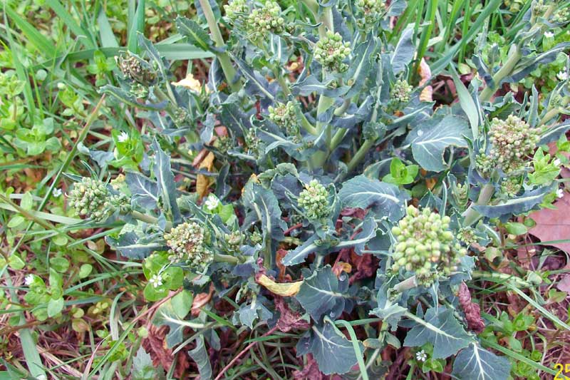 Brassica rapa