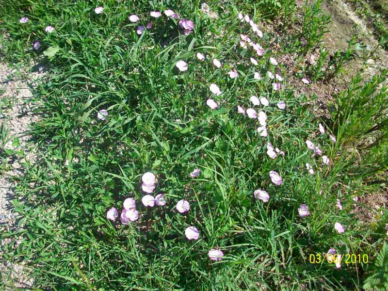 Convolvulus arvensis