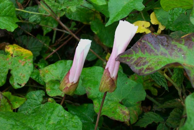 Calystegia sepium s.l.