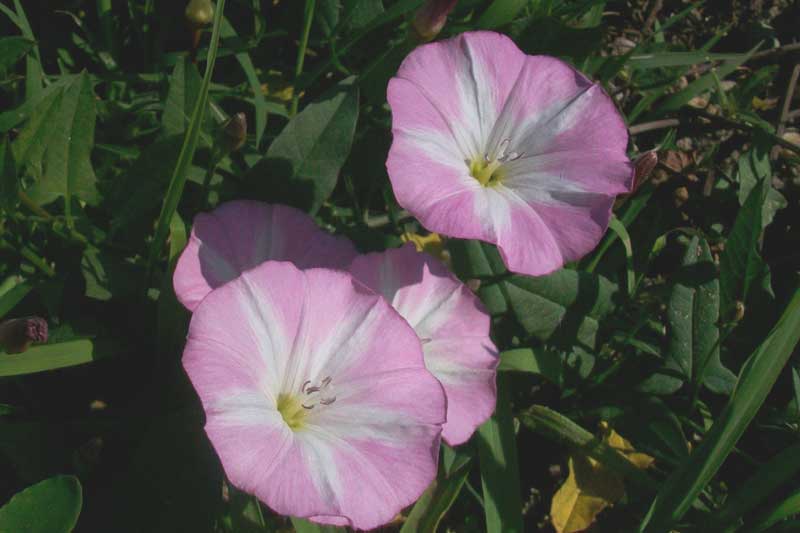 Convolvulus arvensis