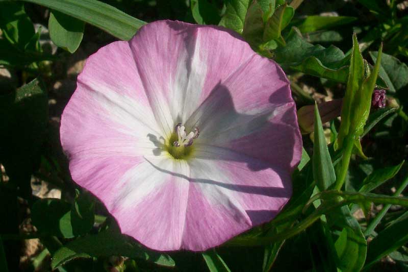 Convolvulus arvensis