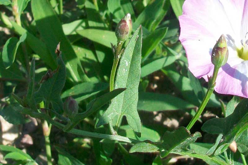 Convolvulus arvensis