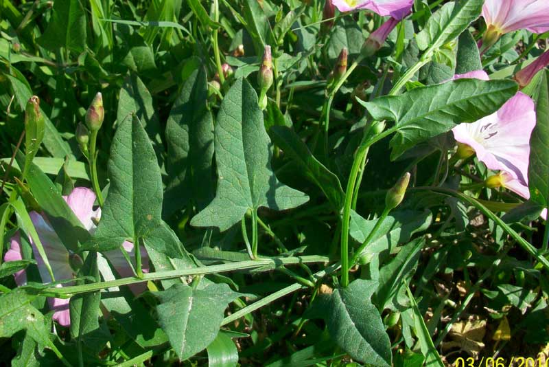Convolvulus arvensis