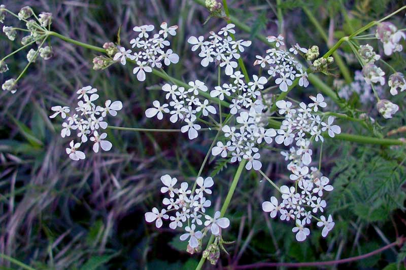 Anthriscus sylvestris / Cerfoglio selvatico