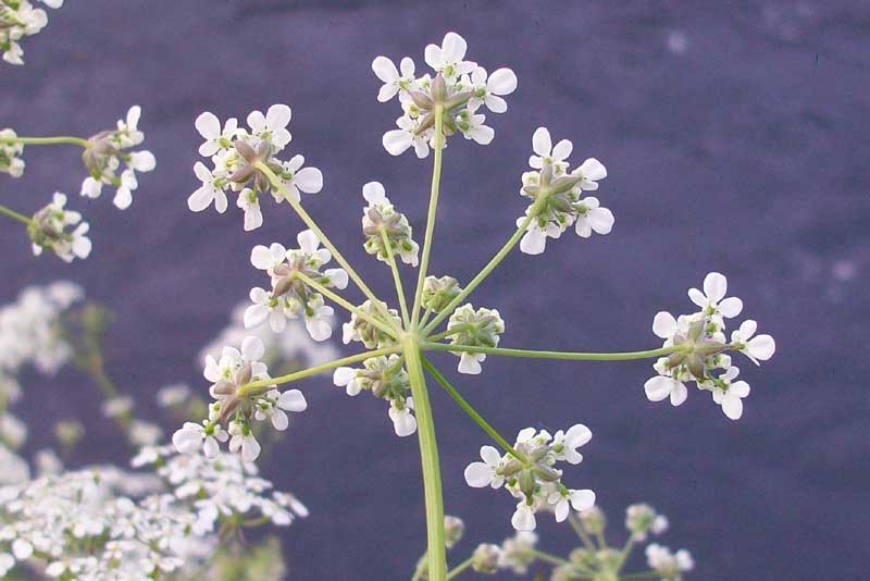 Anthriscus sylvestris / Cerfoglio selvatico