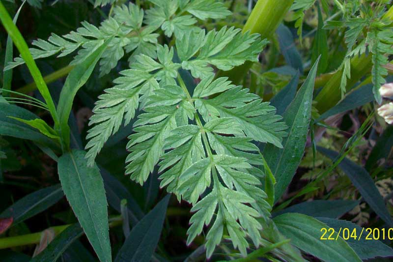 Anthriscus sylvestris / Cerfoglio selvatico