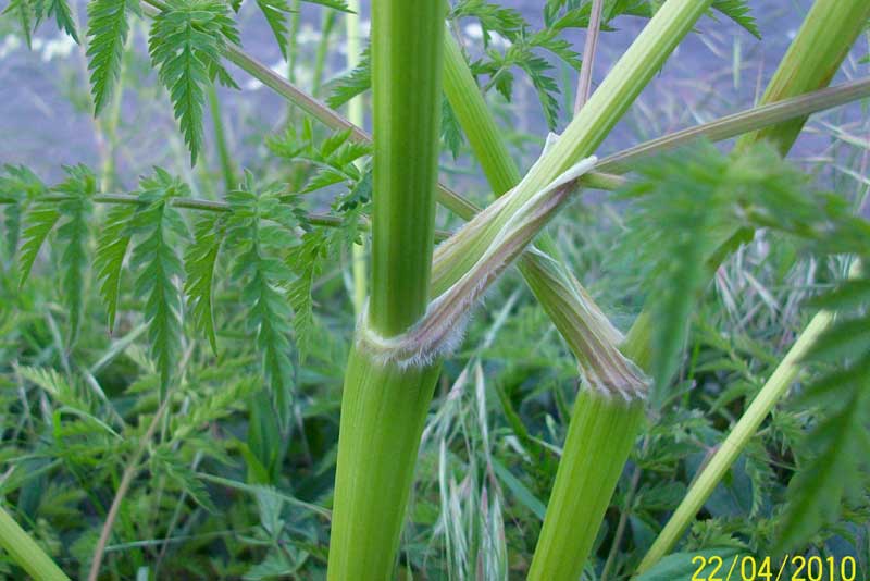 Anthriscus sylvestris / Cerfoglio selvatico