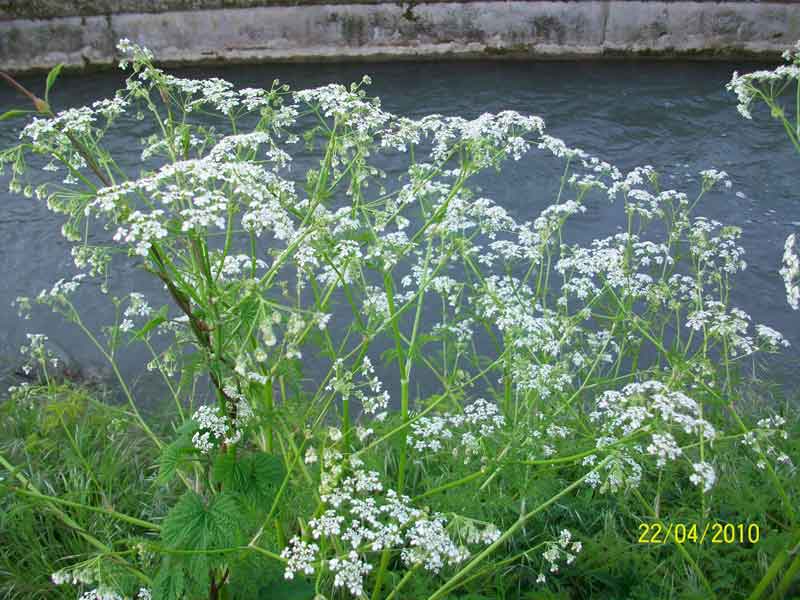 Anthriscus sylvestris / Cerfoglio selvatico