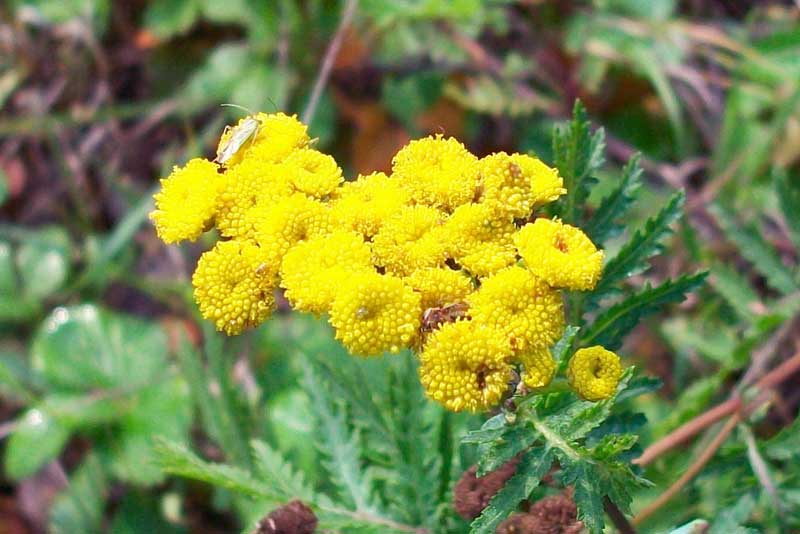 Tanacetum vulgare / Tanaceto