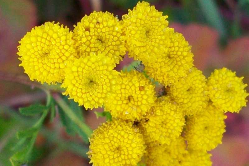 Tanacetum vulgare / Tanaceto