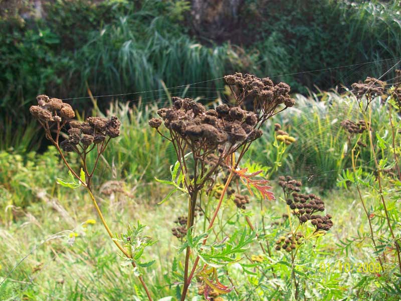 Tanacetum vulgare / Tanaceto