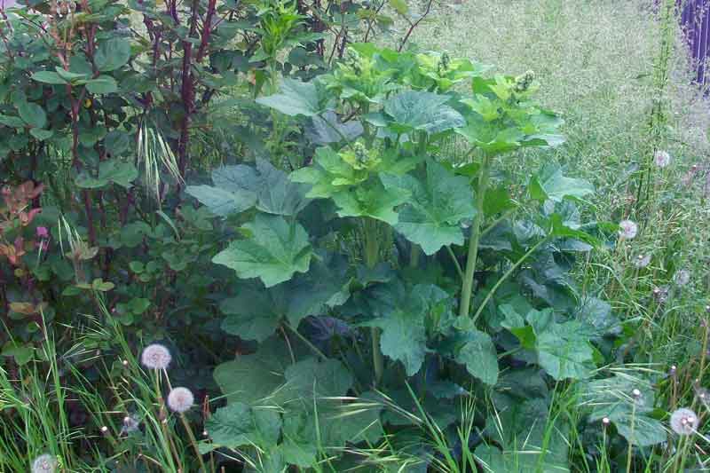 Alcea sp.