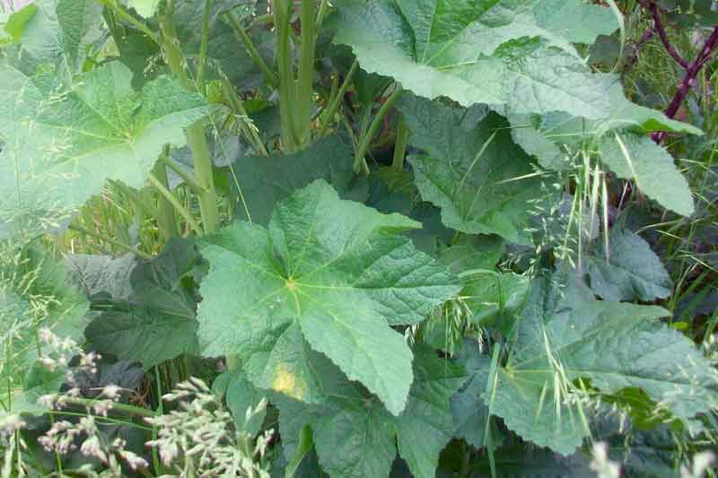 Alcea sp.