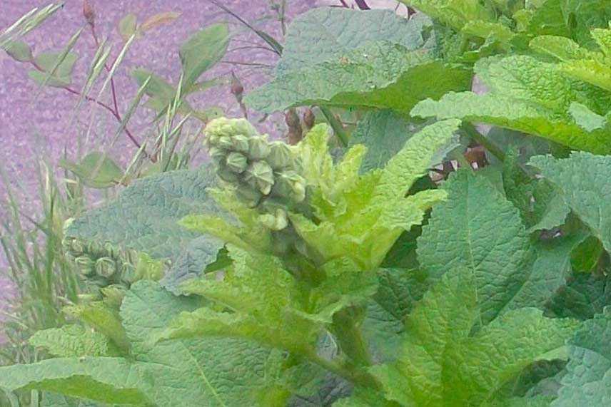Alcea sp.