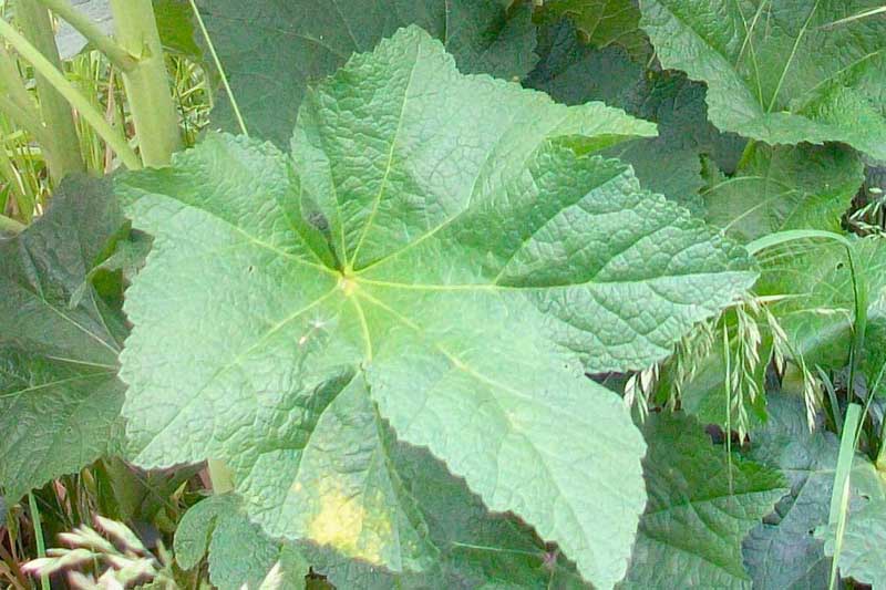 Alcea sp.