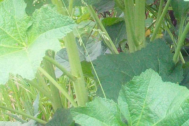 Alcea sp.