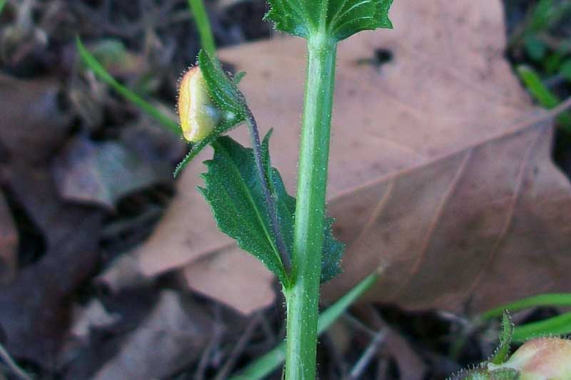 Verbascum virgatum