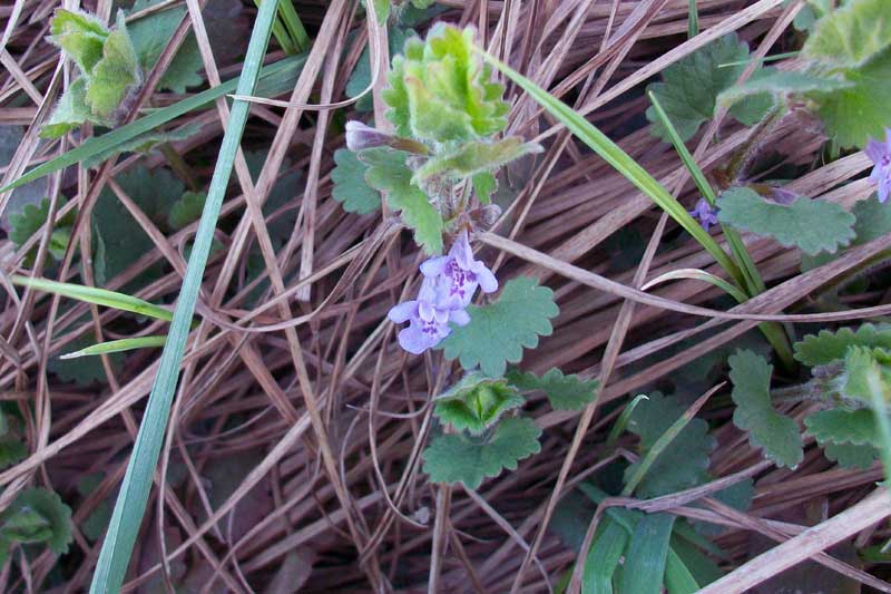 Glechoma hederacea
