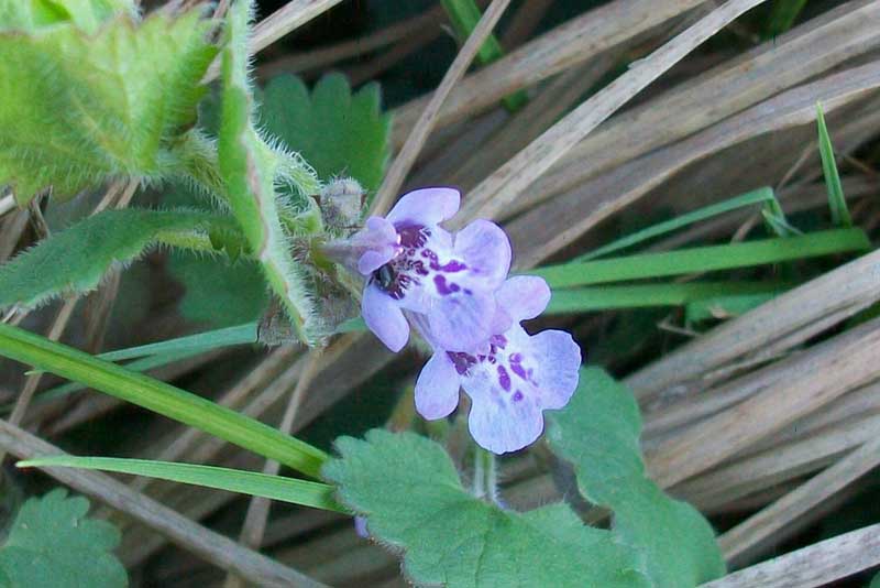 Glechoma hederacea