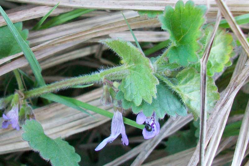 Glechoma hederacea