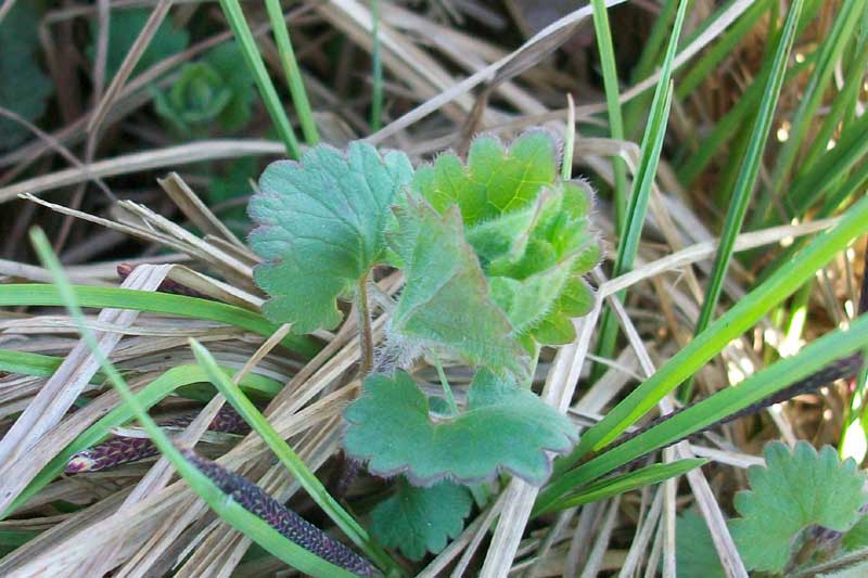 Glechoma hederacea