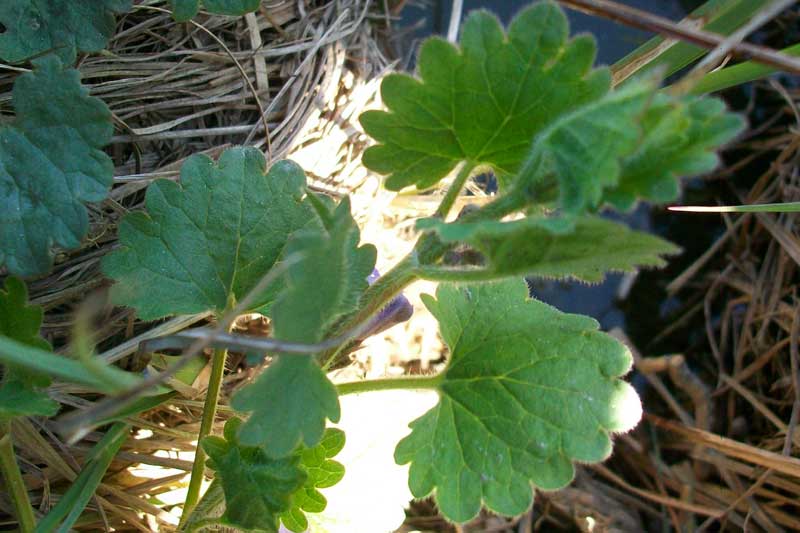 Glechoma hederacea