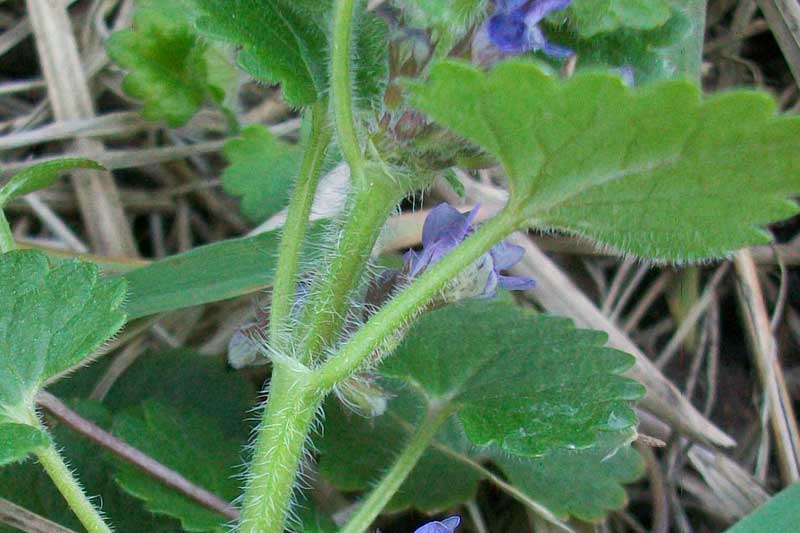 Glechoma hederacea