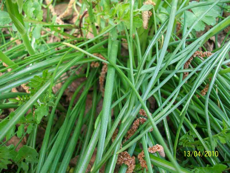 Ornithogalum cfr. umbellatum