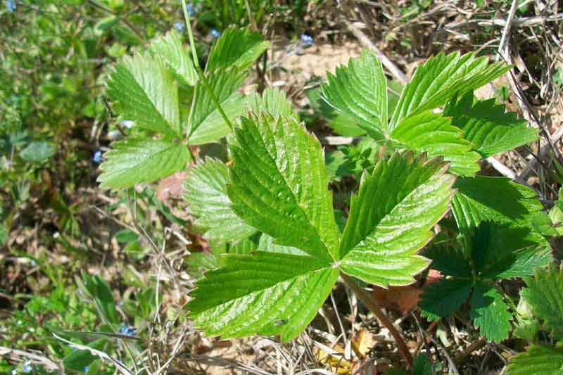 Fragaria vesca