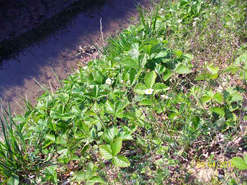 Fragaria vesca