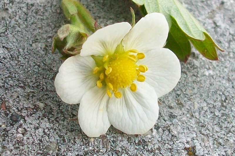 Fragaria vesca
