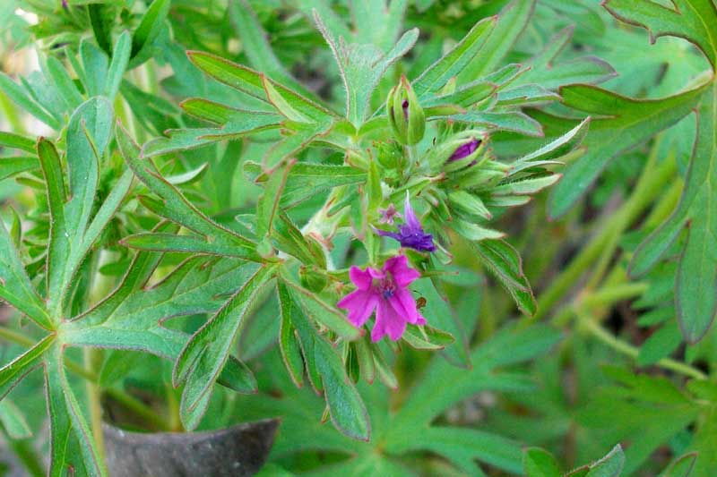 Geranium dissectum / Geranio sbrandellato